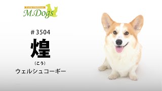 ペットモデル#3504 ウェルシュコーギー「煌(こう)」