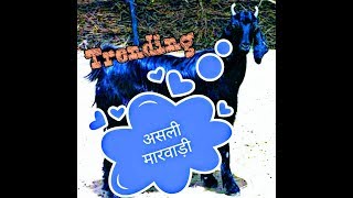 Marwari Goats