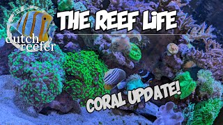 THE REEF LIFE with a CORAL UPDATE 🪸