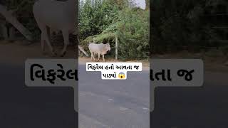 વિફરેલ હતો આવતા જ પાડ્યો 😱 #trending #viral #Reels #funny