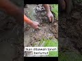 Dibawah tanah berlumut ternayata banyak sekali ikan #shortvideo #shorts #ikanlele #animals