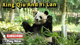 Xing Qiu And Yi Lan’s Quarantine Diary | iPanda