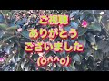 【低山登山】栃木県みかも山で紅葉見てきました メタセコイア モミジバフウ 紅葉 三毳山