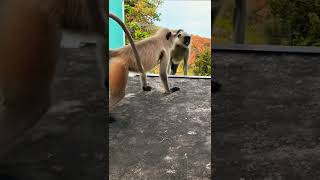 Mirror Prank for Monkey Hilarious Reaction | Monkey mirror prank very funny video