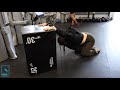 box lat stretch