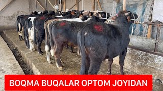 BOQMA BUQALAR OPTOM JOYIDAN ARZON NARXLARDA.