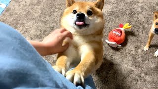 Shiba Inu urges you with a cute voice before meals.