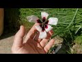 tulipa aitchinsonii a rare species tulip that looks hand painted