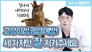 고양이 방광염 예방 3가지 [24시수동물병원]