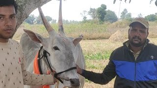 ಗಗನ್ ಅರ್ಜುನ್ ಧೀರ ಭೀರ ಹಳ್ಳಿಕಾರ್ ರೇಸ್ ಜೋಡೆತ್ತುಗಳು  bullock cart race in chikkabemmathi arakalgud