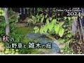 秋の山野草と雑木の庭 オンラインオープンガーデン（2024/11/1）