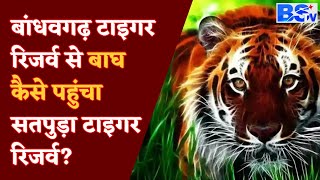 Satpura Tiger Reserve में गूंजेगी Bandhavgarh के बाघ की दहाड़ | MP Forest Department