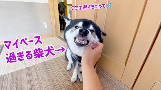 マイペース過ぎる柴犬！！