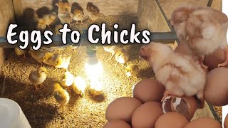 Tips in Raising Chickens from Breeding to Incubating Eggs to Hatching Chicks🐣| Chicken Farming Ideas