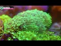 【海水魚水槽】hannaで水道水の硝酸塩を検査した結果がヤバイ❗️my coral aquarium moamoaちゃんねる