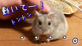 ハムスター おやつを握りしめたまま固まる 【ジャンガリアンハムスター フリーズ おもしろ動画】 🌸frozen hamster in Japan👘🗻