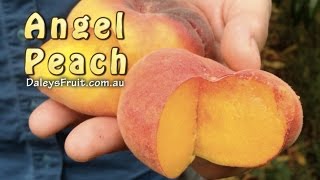 Angel Peach Fruit Tree Subtropical vs China Flat Low Chill