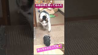 急に傘に戦いを挑む猫　#やってみた #猫のいる暮らし #未知との遭遇