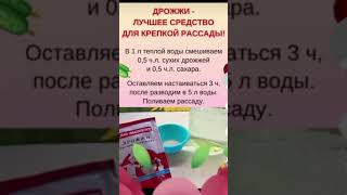 лучшее средство для крепкой рассады делаем дома🍅🥒🥬🥦🌽🍈🥕🌶️🧅 #просто