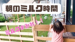 子ヤギのミルク時間がミルクまみれすぎる