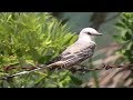 Scissor-tailed Flycatcher