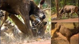 Deer \u0026 Tiger Fighting | হরিণ ও বাঘের লড়াই  | Deer Vs Deer Fight.