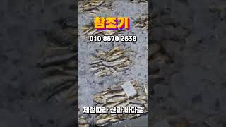 (12월 2일 판매영상) 민어, 홍어, 갑오징어, 참돔,참조기, 병어, 먹갈치, 참조기,덕자,통치(제철따라 산과 바다로 010 8670 2638)