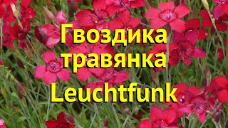 Гвоздика травянка Леучтфинк. Краткий обзор, описание характеристик dianthus deltoides Leuchtfunk