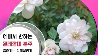 찔레장미 분갈이/분주/죽어가는 장미 다시 살리기/