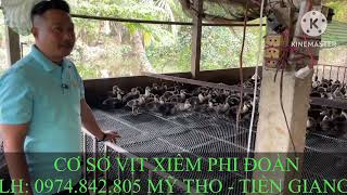 Giới thiệu mô hình trại chuẩn kết hợp chuồng sàn và thả lang để nuôi vịt xiêm hiệu quả! Trại anh Lâm