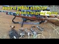 Suara pikat burung Siantar/ayam ayaman paling manjur sniper Banggai.