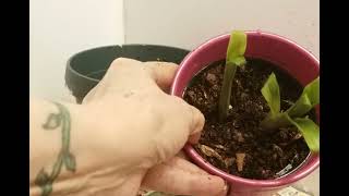 Indoor Gardening - Separating Pink Quill Pups (Bromiliad Family)