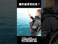 磯釣最害怕的魚 shorts fishing 磯釣