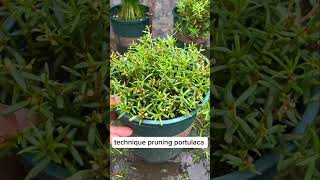 Technique pruning portulaca flowers get more beautiful #shortvideo #howtogrowportulaca #gardening