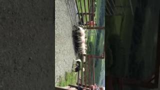 Sheep Farm - Ireland (Funny Part)