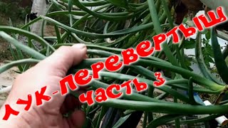 ЛУК - ПЕРЕВЕРТЫШ  часть 3.  Оригинальный метод выращивания лука на перо.