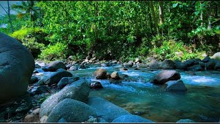 Relaxing Nature Sounds for Stress Relief, Gentle Stream Sounds with Birds Chirping, White Noise ASMR