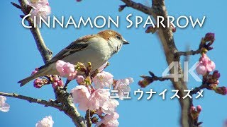 野鳥撮影・ 桜にとまるニュウナイスズメ