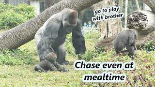 Two little gorillas Jabali and Ringo played and chased even at mealtime. /兩隻小大猩猩即使是吃飯時間也要追逐玩耍