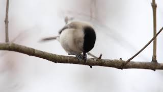 Marsh tit (poecile palustris) unfolds a sunflower seed