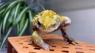 3分でヒキガエルが好きになる動画             Video that will make you love toads in 3 minutes.