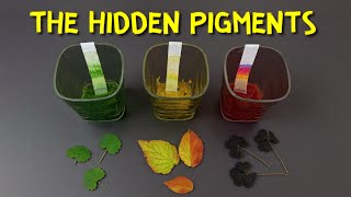 Leaf Color Chromatography Experiment for kids | See the Hidden Pigments!