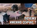 ОТКУДА ОНИ ВЗЯЛИСЬ? БЫЛА ЛИ ПРАВА НАША ПОДПИСЧИЦА ?