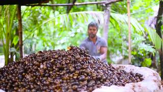 Lime Production from Snails in Barishal