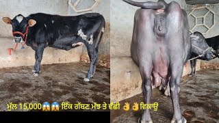 ਵੀਰ ਦੇ ਘਰ ਦੀ ਵੱਛੀ ਤੇ ਗੱਬਣ ਮੱਝ ਵਿਕਾਉ 👌🏻👌🏻ਘੱਟ ਰੇਟ 😱😱Bawa dairy farm