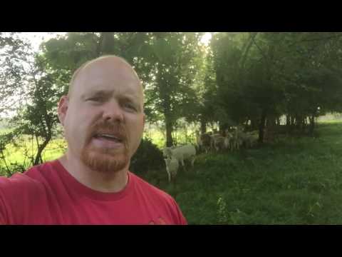 Will sheep only drink from still waters?