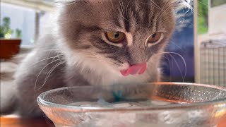 あまりの暑さに氷水をガブ飲みする子猫