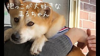 【元保護犬まる】17Kgの中型犬でも抱っこが大好き　雑種犬