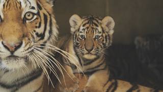 Tiger Cub Update at Six Weeks Old