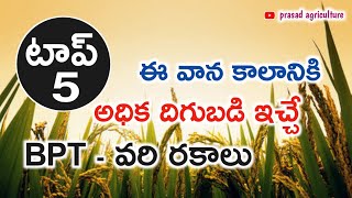 ఈ వాన కాలంలో సాగు చేసే BPT వరి రకాలు @prasadagriculture